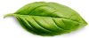 basil-leaf